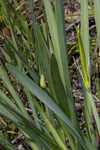 Henry's spiderlilly